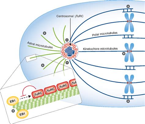 Shortcircuiting Microtubule Plus And Minus End Proteins In Spindle