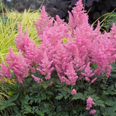 Pink Astilbe | Great Garden Plants