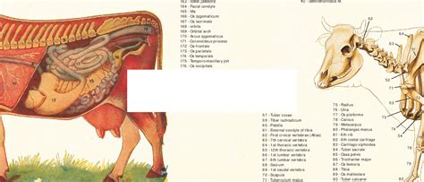 Cow Anatomy Posters – Body of Elements