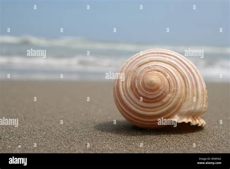 Close Up Of A Conch Shell At A Peruvian Beach Beautiful Details And