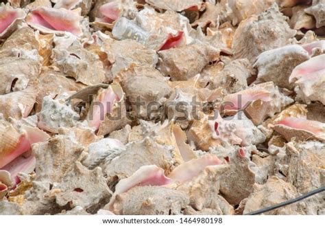 Conch Shells Bimini Bahamas Stock Photo 1464980198 Shutterstock