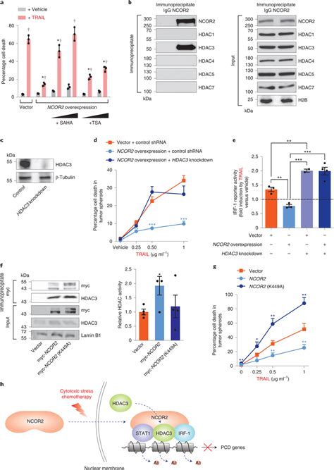 The NCOR2 Stress Checkpoint Is HDAC3 Dependent A Bar Graphs Showing