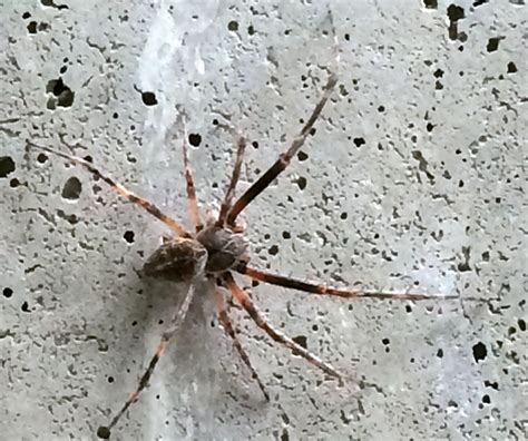 Male Orb Weaving Spider PEST CONTROL CANADA