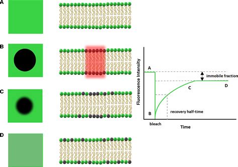 Figure 5 From Spectroscopy Of Model Membrane Liposome Protein Systems