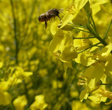 Wild bees need diverse agricultural landscapes