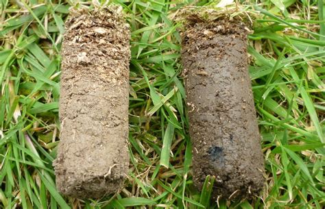 How To Grow Grass On Compacted Soil Storables