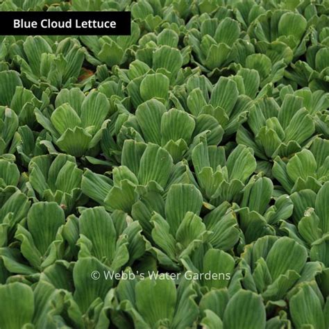 Pista Stratiotes Water Lettuce Floating Aquatic Plant Webb S Water