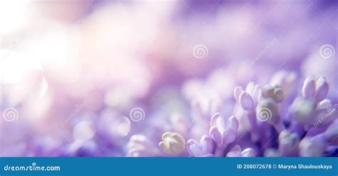 Floral Background With Lilac And Blur Purple Flowers With Bokeh Stock