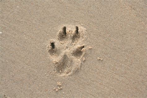 Images Gratuites le sable Roche empreinte sol Matériel trace