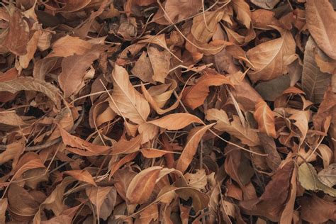 Dead Leaves Pictures | Download Free Images on Unsplash