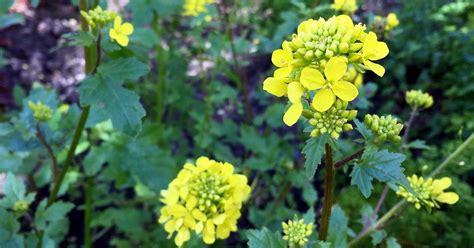 How to Save Mustard Green Seeds for Planting | Gardener's Path