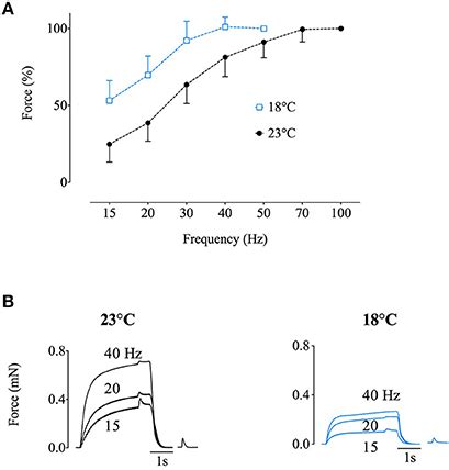 Frontiers Muscle Fatigue Affects The Interpolated Twitch Technique