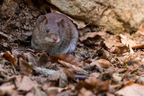 Types Of Rodents Found In Nevada EcoGen Pest Control