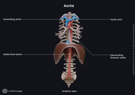 Ascending And Descending Aorta