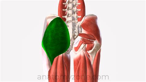 Gluteus Maximus Origin Insertion Action 3d Model Anatomyzone