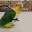 Happy Dance Parrot GIF - HappyDance Parrot Bird - Discover & Share GIFs