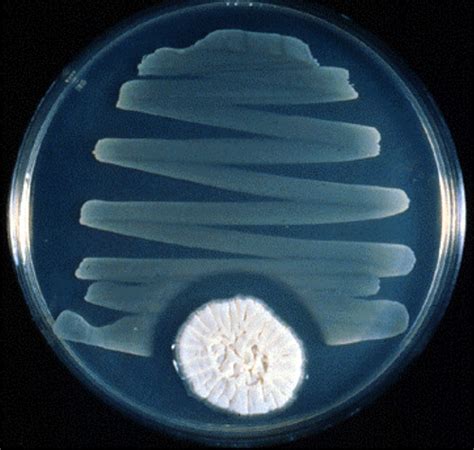 Chapter 12 Drugs Microbes Host The Elements Of Chemotherapy