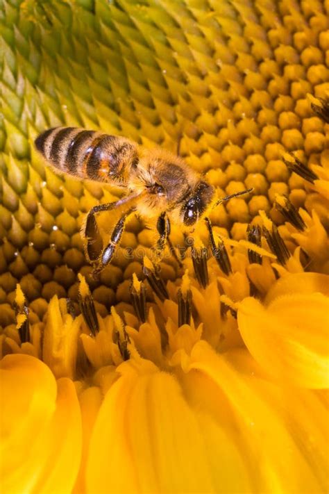 Miel Abeille Collecte Le Pollen Sur Un Tournesol Image Stock Image Du