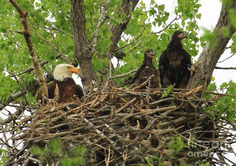 Nesting Eagles Photograph by Gail Huddle - Fine Art America