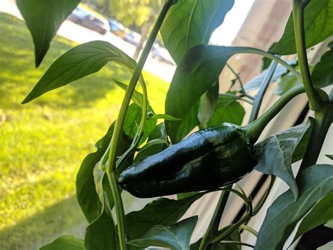 Growing Poblano Chilies Indoors