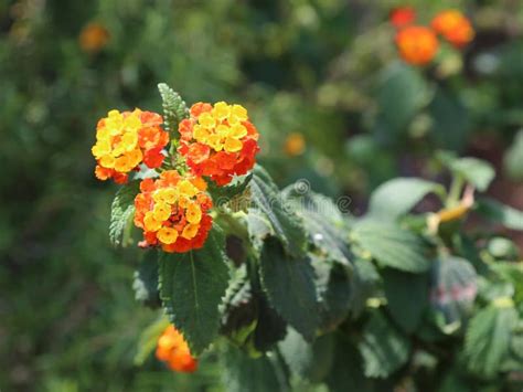 Orange And Yellow Lantana Camara Flower Stock Photo Image Of Nature