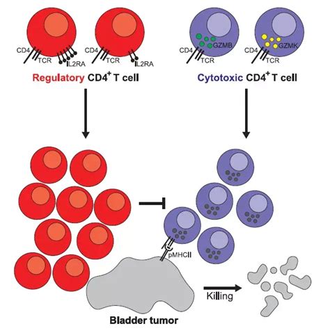 Cell 这次是cd4 T细胞介导抗肿瘤细胞毒性反应 知乎