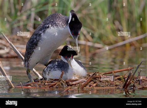 Western grebe mating hi-res stock photography and images - Alamy