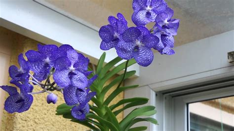 Orquídeas azules Las Orquideas