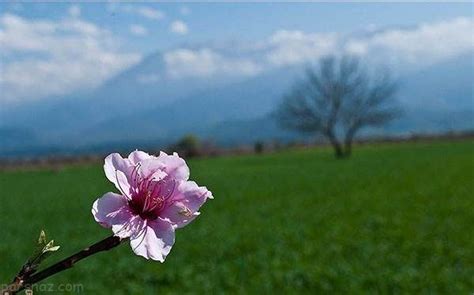 عکس های زیبا و دیدنی از فصل بهار در مازندران