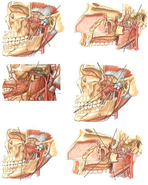 Maxillary Artery Diagram Quizlet