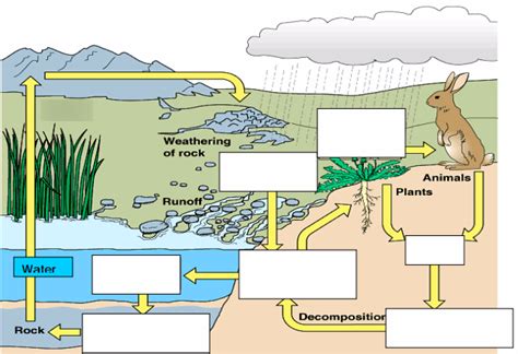 Cycles of Matter: Phosphorus Cycle Diagram | Quizlet