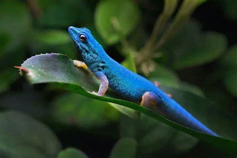 Electric Blue Gecko Lygodactylus Williamsi Tanzania Reptiles Pet