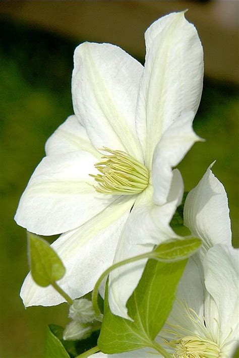 Clematis The Bride In The Clematis Database