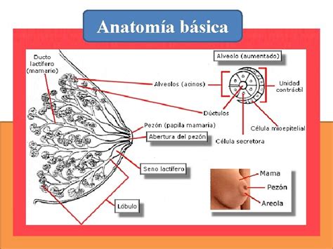 Fisiologa De La Lactancia Materna Lactancia Materna Carlos