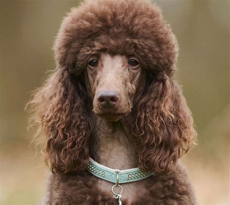 Can Standard Poodles Be Brown?