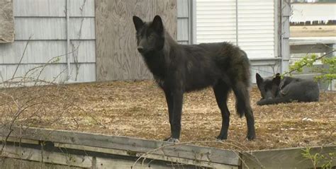 Dogs Cayotes Or Wolf Hybrids” Animals In Rhode Island Thought To Be