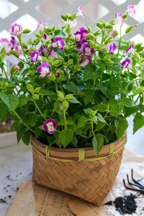 18 Shade Plants for Pots that Brighten Up Your Garden