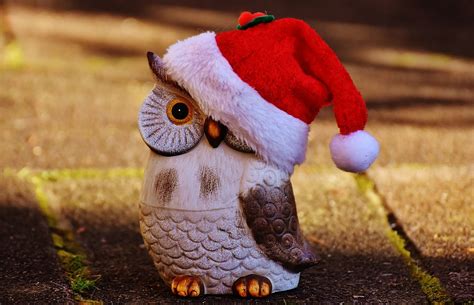 Real Owl In Santa Hat