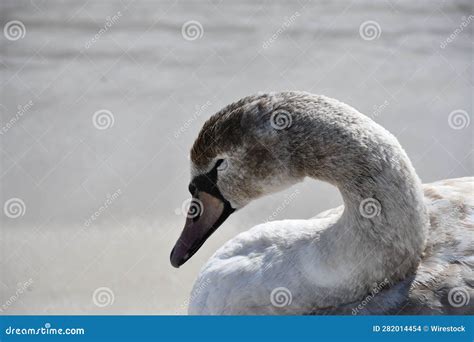 Single Mute Swan Cygnus Olor On A Serene Shore Stock Photo Image Of