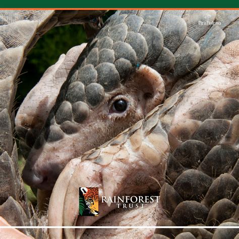 Backgrounds – Rainforest Trust