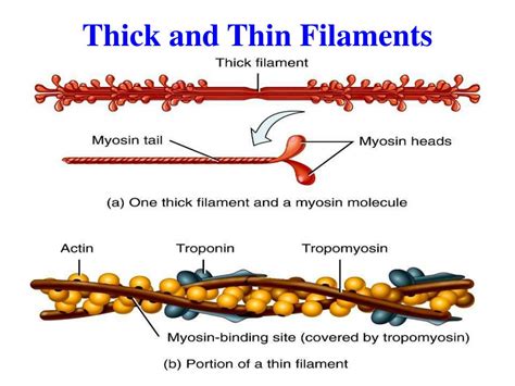 PPT - Muscle Tissue Chapter 10 PowerPoint Presentation, free download ...