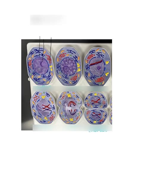 Meiosis Model Part 1 Diagram Quizlet