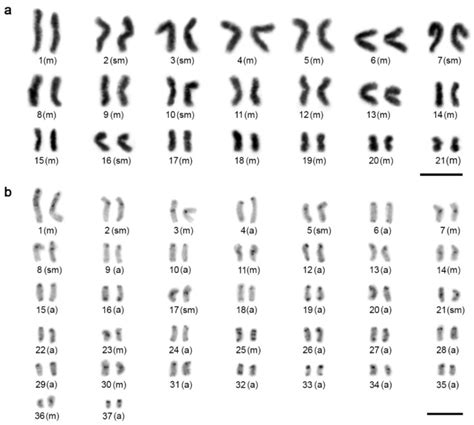 Insights Into The Karyotype Evolution Of Charinidae The Early