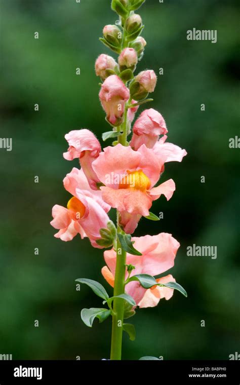 Full Bloom Snapdragon Hi Res Stock Photography And Images Alamy