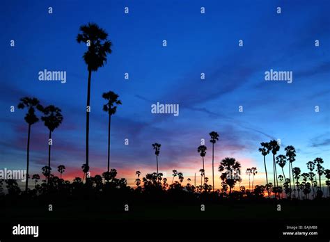 Silhouette Of Palm Tree At Twilight Time Stock Photo Alamy