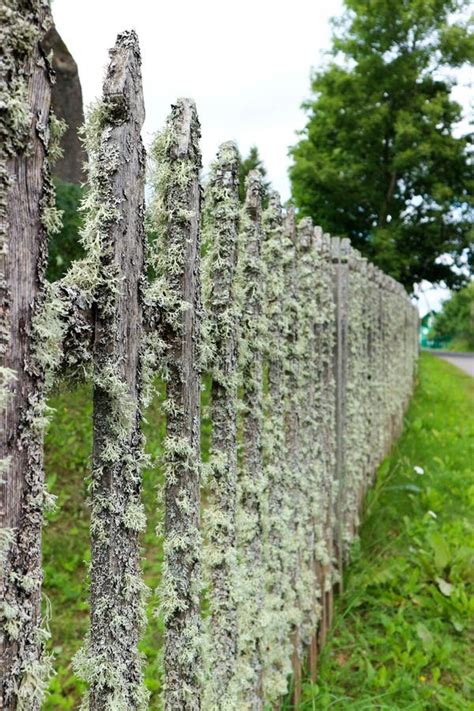 743 Wooden Fence Covered Moss Stock Photos Free Royalty Free Stock