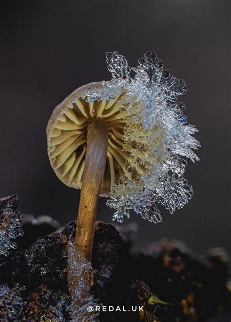 🔥 Ice Crystals On A Tiny Mushroom 🔥 R Natureisfuckinglit