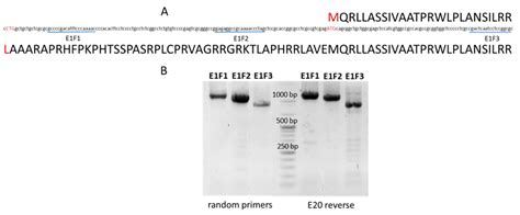 The Barley Chloroplast Mutator Cpm Mutant All Roads Lead To The Msh1