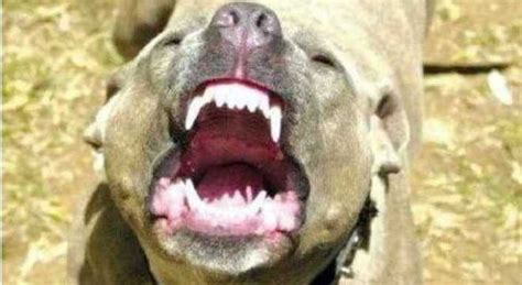 Pit Bull Scappa Al Parco Sbrana Un Cagnolino E Ferisce Una Bimba Di