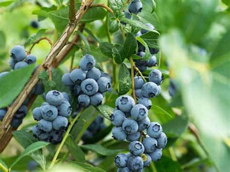 Ligeiramente doce o mirtilo é uma fruta vermelha escura a roxa que se